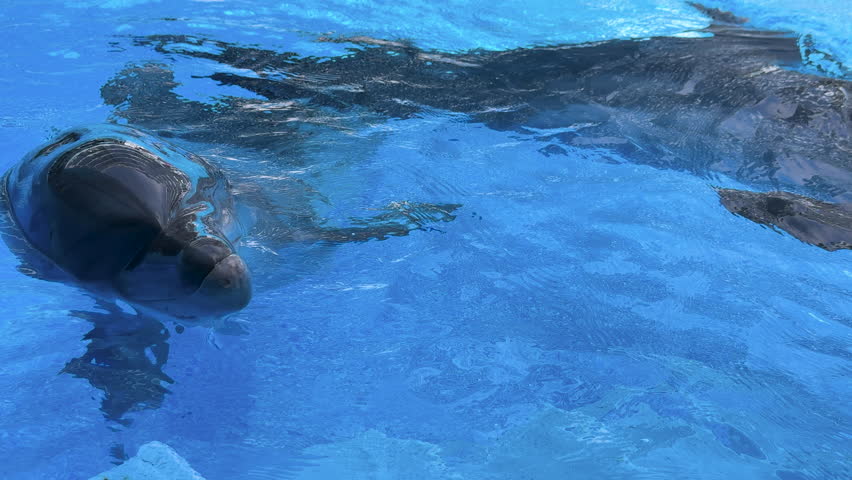 An intelligent and playful bottlenose dolphin emerges from the turquoise water, looking up curiously.Two happy and friendly marine mammals plaing in an aquarium pool