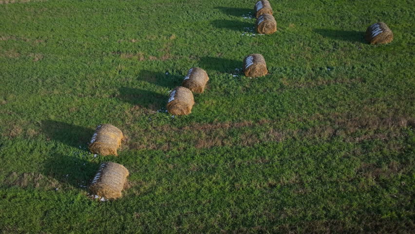 Aerial drone view flying up over rows of snow-dusted round hay bales in a lush green field during a sunny autumn or winter day.

