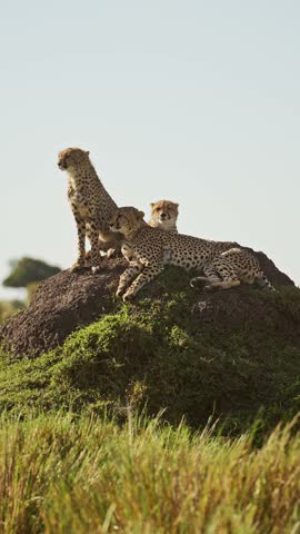 Vertical Cheetah Family in Africa on Wildlife Safari in Africa, Vertical African Animals Cheetah Video for Social Media Instagram Reels and Tiktok of Cheetahs on a Termite Mound