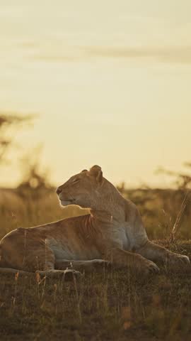 Vertical Lion on African Wildlife Safari, Vertical African Animals Lioness Lion Video for Social Media Instagram Reels and Tiktok in Beautiful Golden Hour Warm Orange Sunlight Light in Maasai Mara