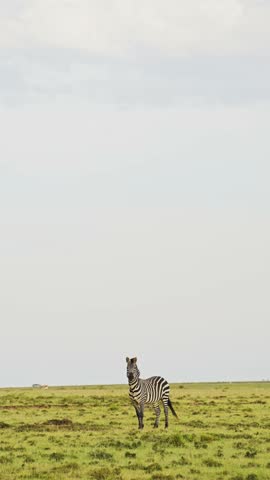 Vertical Zebra and Airplane on Safari in Africa, Aeroplane and African Wildlife Vertical Video for Social Media Instagram Reels and Tiktok of Zebra and Luxury Private Plane on Luxury Safari Holiday