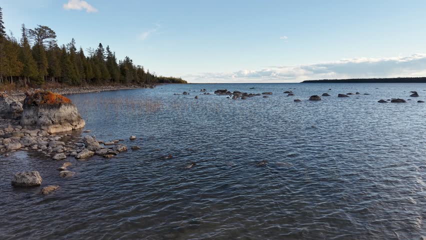 Low altitude drone footage of merganser ducks swimming calmly across rocky shallow lake waters under blue sky