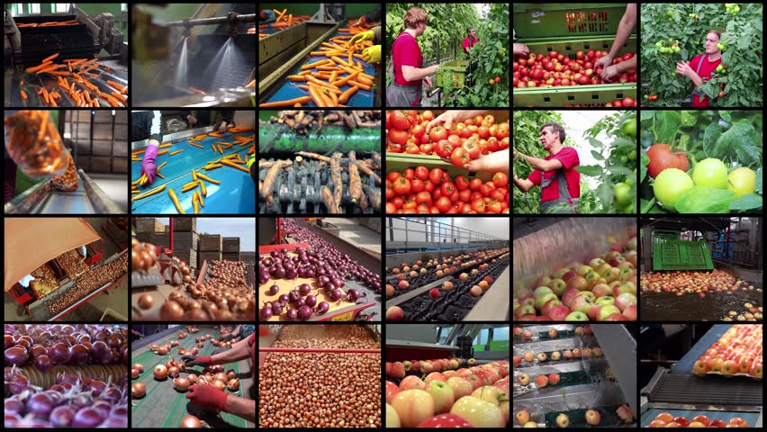 Agri-Food Production - Split Screen Video. Carrot and Onion Processing in Packing House Facility. Greenhouse Tomato Production. Apple Processing. Sorting and Packaging Fruit and Vegetables.