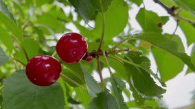 Two red cherries on the twig - Powered by Shutterstock - Get 15% off with code: PIKWIZARD15