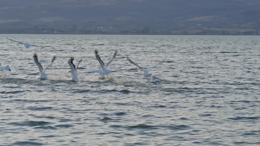 Common gull, bird flying in blue sky. Seagull in its natural habitat In Sea. Seagull spreads its wide wings. Wading birds, birdwatching. wild. ocean surface. flock of birds flying over water. animal