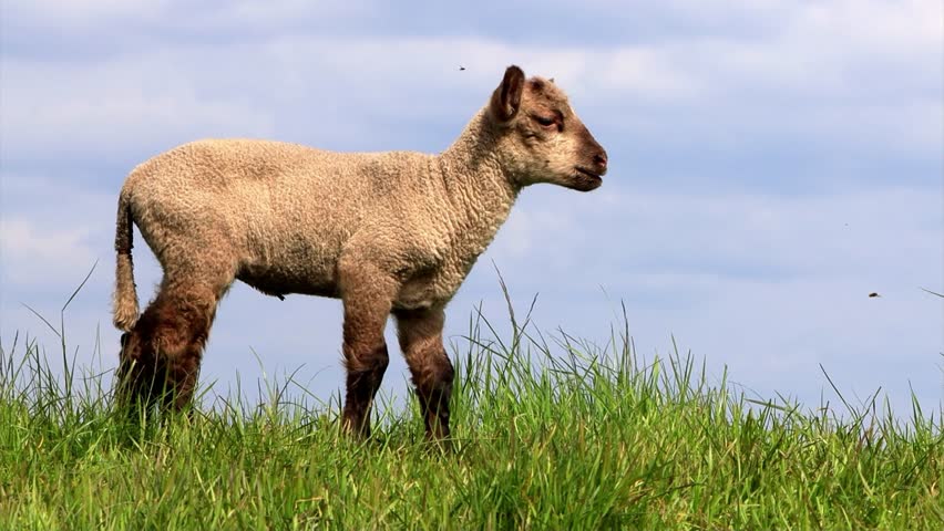 cute lamb standing in green grass on dike
