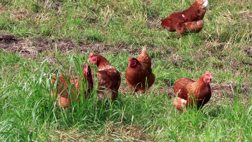 free range organic Farming with brown Chicken
