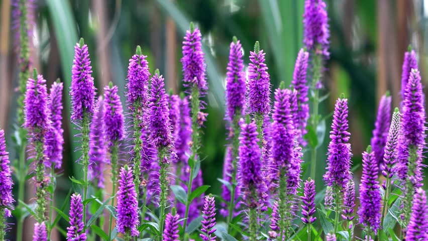 veronica violet flower in the garden
