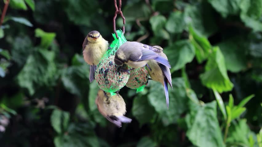 songbirds blue tit and great tit on fat ball
