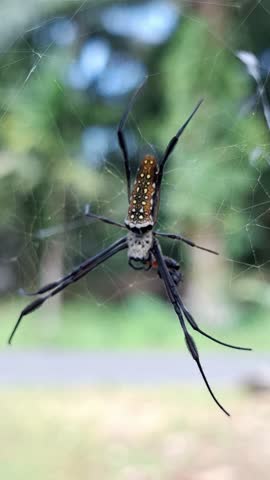 The Spider of Giant golden orb weaver or Northern golden orb weaver (Nephila pilipes) It is waiting for prey or food. It is present in all countries in East and Southeast Asia and Oceania.