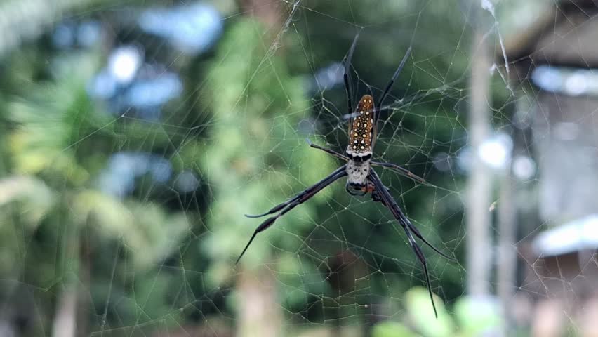 The Spider of Giant golden orb weaver or Northern golden orb weaver (Nephila pilipes) It is waiting for prey or food. It is present in all countries in East and Southeast Asia and Oceania.