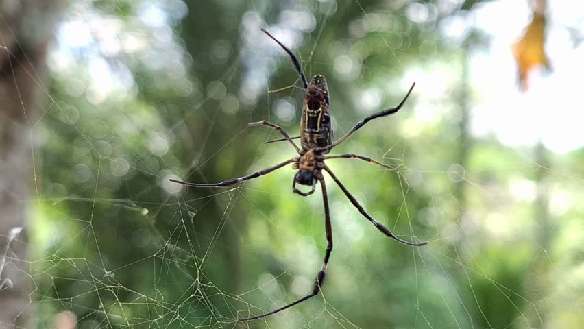The Spider of Giant golden orb weaver or Northern golden orb weaver (Nephila pilipes) It is waiting for prey or food. It is present in all countries in East and Southeast Asia and Oceania.