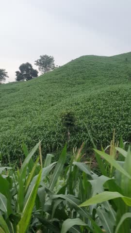 corn plantation area on green hill