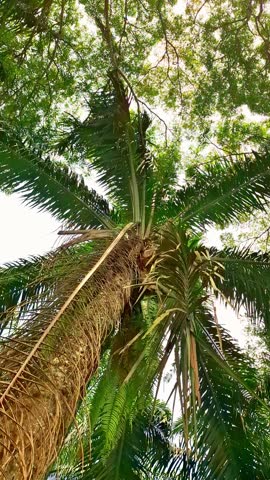 Plant of oil palm trees (Elaeis Guineensis Jacq) grow tall with elongated leaves and dry leaves that will peel off. The tree produces crude palm oil, food oil, industrial oil, and biofuel (biodiesel).
