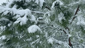 Heavy snowfall, blizzard, in a coniferous forest, winter fairy tale, coniferous trees, tree branches swaying in the wind, large flakes of snow are slowly falling. Snow covered pine needles close up - Powered by Shutterstock - Get 15% off with code: PIKWIZARD15