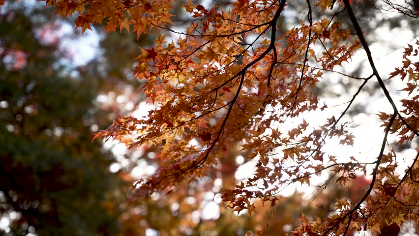 Sunlight filters through swaying orange autumn leaves on a maple tree branch in Japan