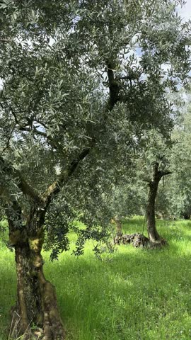 vertical 4K of olive trees groves in springtime. Vibrant green leaves shimmer under bright sunlight, against beautiful blue sky. Mediterranean agriculture. Ideal for organic farming, seasonal change