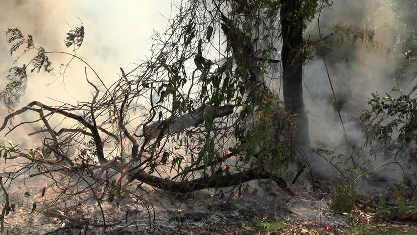 Controlled burn on Queensland's Gold Coast. CU of fire burning ferns with smoke.