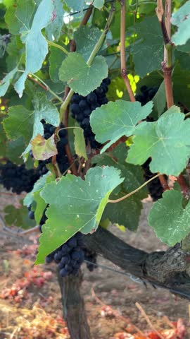 Ripe Black Grape Clusters Hanging on Vines in Sunlit Autumn Vineyard Ready for Harvest. background for viticulture, organic farming, seasonal agriculture, and winemaking. wine production. 4K vertical