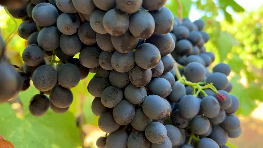 grape, Ripe Black Grape Clusters on Vines in Sunlit Autumn Vineyard Ready for Harvest. background for viticulture, organic farming, seasonal agriculture and winemaking. wine production 4k footage