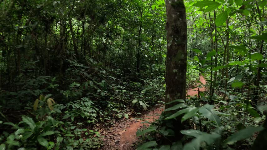 Wild jungle on the Congo Basin rainforest in the democratic republic of Congo.