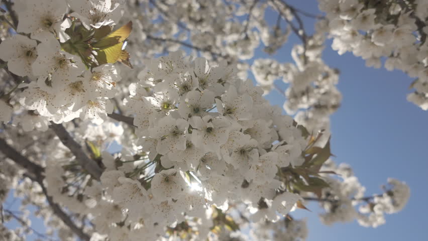 Sun rays shine through white flowers of a blossoming Wild Cherry Tree (Prunus avium) branch sways in the wind in blue sky background in backlit by the sun, bottom view