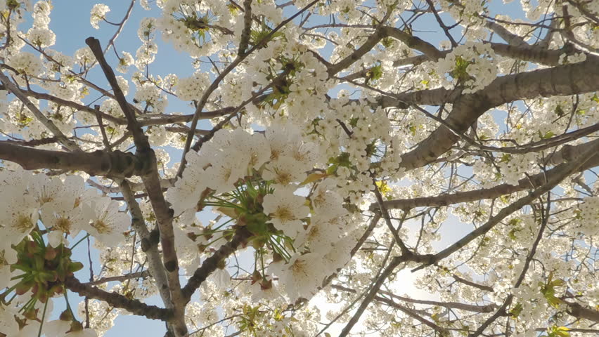 POV view from bee side, flight down between white flower inflorescences of Sweet Cherry tree blossoms against a blue sky, sun backlit