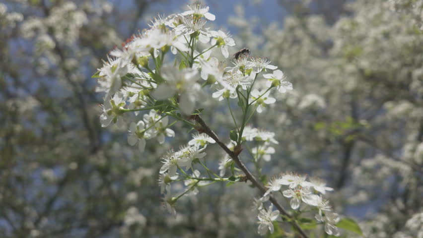 A bee flies over small white flowers of blooming Mahaleb cherry or St Lucie cherry (Prunus mahaleb)
