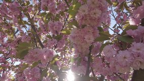 Camera swiftly moves upward between the branches of a cherry blossom tree covered in pink flowers, sunlight streaming through the dense vegetation, backlit by the sun, close-up - Powered by Shutterstock - Get 15% off with code: PIKWIZARD15