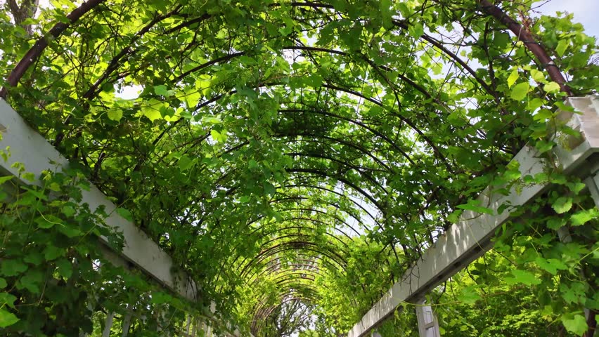 Scenic Views of Minnesota Landscape Arboretum in Summer