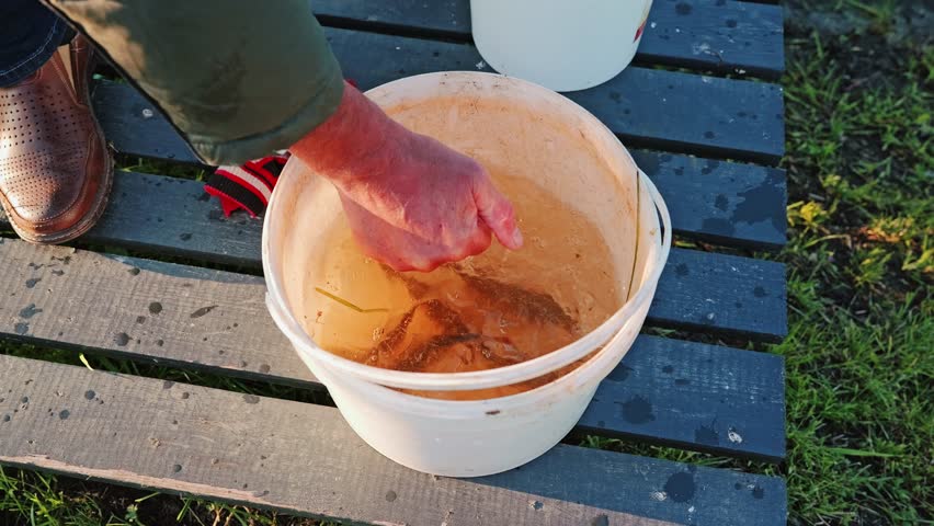 Hand Drops Crucian Into Water Bucket - Twilight Fishing Detail, slow motion