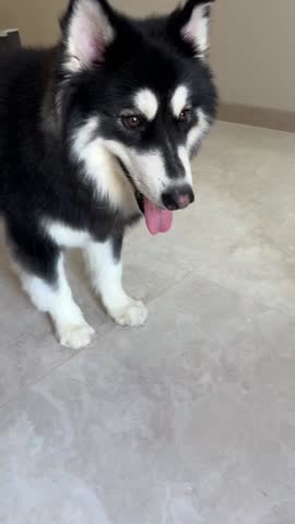 Footage video of alaskan malamute dog excited to play while barking. Cute, smiling and tongue sticking out. Ready to play with its master.