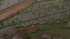 Aerial view of pink blossoms over rural fields at dawn in French countryside - Powered by Shutterstock - Get 15% off with code: PIKWIZARD15