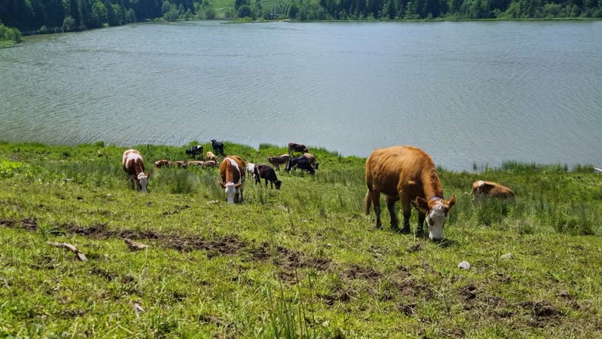 Revealing shot of Swiss cows grazing peacefully in the alpine meadows near Schwarzsee, Fribourg, Switzerland, on a bright spring day with clear skies and fresh mountain air