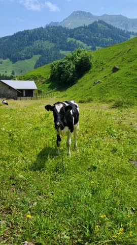 A young black-and-white Fribourg calf stands in the picturesque alpine landscape of Switzerland on a sunny spring day, surrounded by fresh grass and mountain views