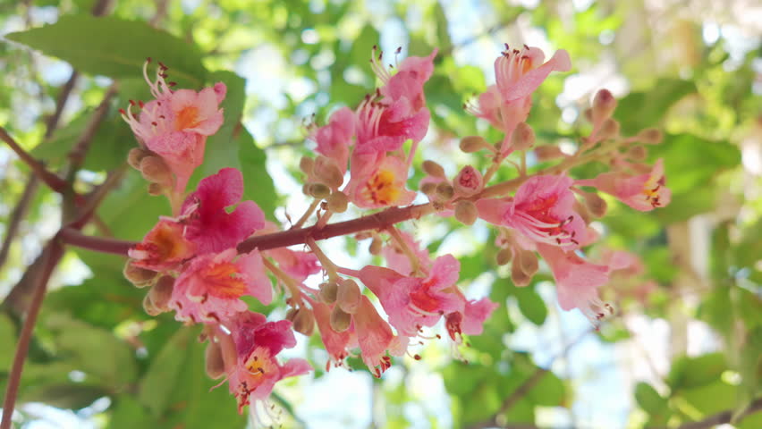 Close-up of the flowers of a Red Horsechestnut tree (Aesculus carnea) swaying in the wind