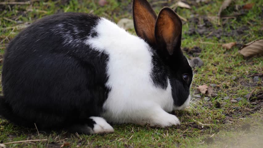 Black and white Mellerud rabbit on grass, calm moment in natural outdoor setting
