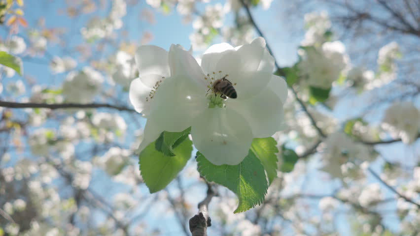 A bee collects nectar on white flowers of a blossoming apple tree and flies to another flower, on a sunny day at springtime, backlit by the sun, close-up of Crabapple in full bloom
