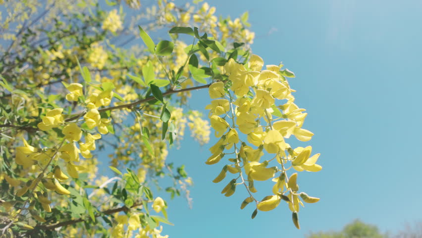 Bottom-up view of clusters of bright yellow flowers on a blooming Laburnum tree against a blue sky on a sunny day, close-up.