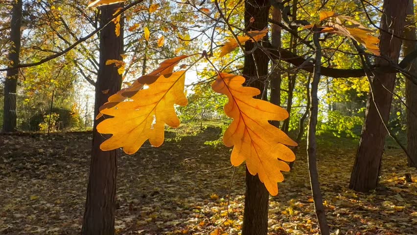 Dried oak leaves sway in the breeze in the bright sun in the forest. On a branch. Day light. For video presentation, advertising. Autumn mood vibes. 