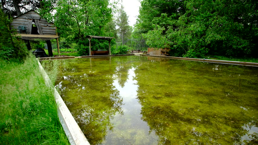 Wide angle shot of dirty green water in melted home made back yard ice rink left as water reservoir for vegetable plants and occupied by frogs - tree house in the background