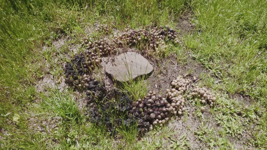 Сamera moves in a circle around a large cluster of Poisonous mushrooms growing around a tree stump