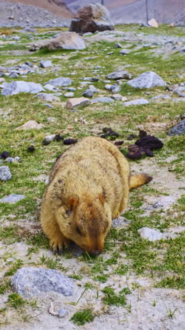 Himalayan marmots have thick, soft fur. They are one of the largest marmots in the world, about the size of a large house cat. They are peaceful animals, some like to approach people to ask for food.