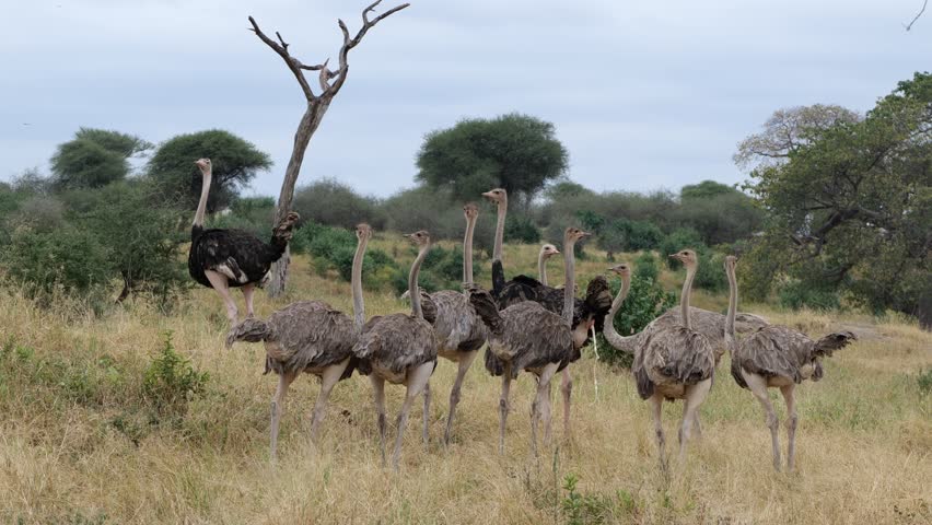 A group of ostriches stands alert in the savannah, scanning the surroundings while flicking their wings. The tall birds display both caution and grace in this subtle yet expressive moment in the wild.