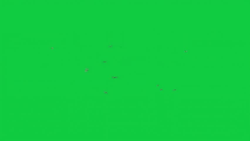 Shutterstock Video