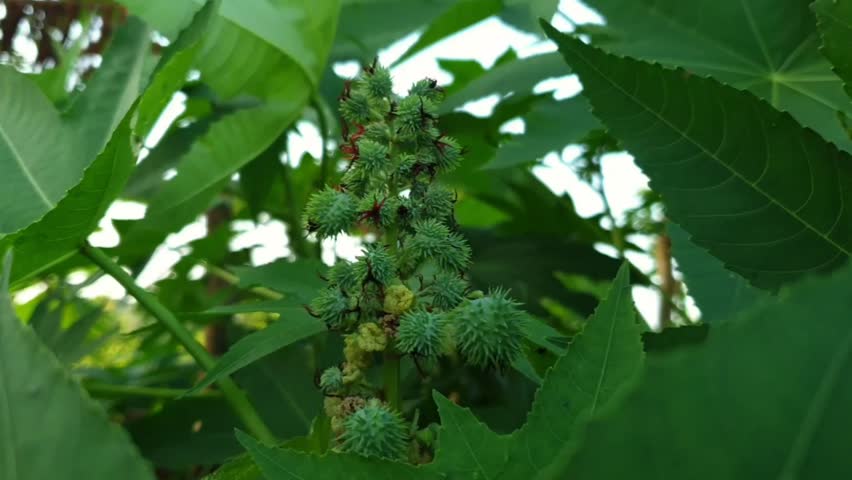 4K close-up of Ricinus communis, the castor-oil plant, featuring its striking star-shaped leaves and spiny seed pods under warm natural light in a lush tropical garden setting.
