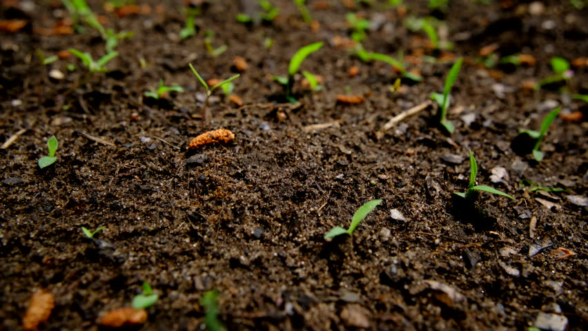 Moving camera up from ground level shot revealing young tomato plants growing in two rows in sandy soil between garden beds of onions, radishes, rooted parsley and carrots and others