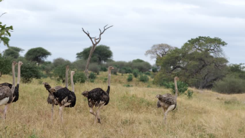 A large group of ostriches gathers in the open savannah, their tall necks rising above the grass. Behind them, scattered trees and forest edge complete the classic African landscape vibrant and wild