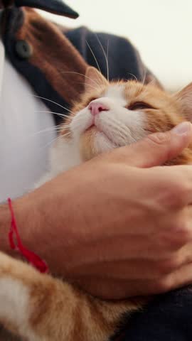 A person lovingly cradles a relaxed orange and white cat, basking in serene golden hour glow, creating an atmosphere of tranquility and joy