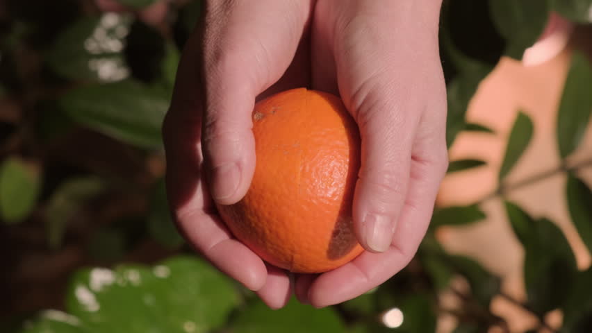 Hands open juicy orange into two halves close-up